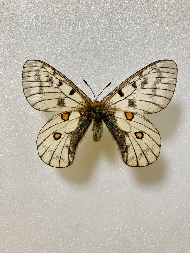 パルナシウス・ブレメリ（1オス、北朝鮮産）