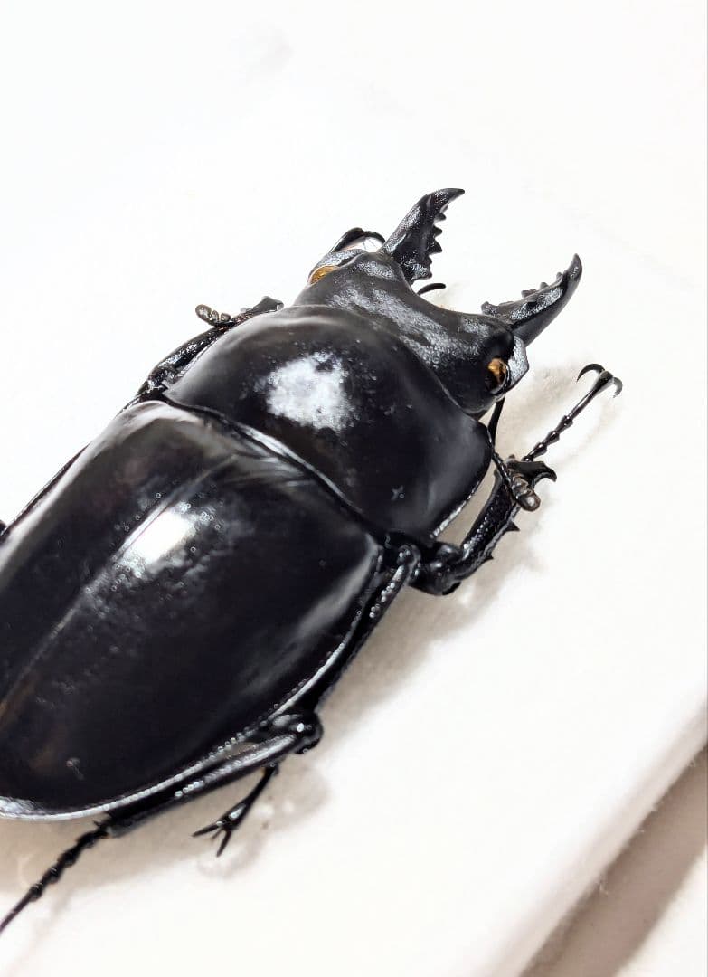 徳　アマミマルバネ