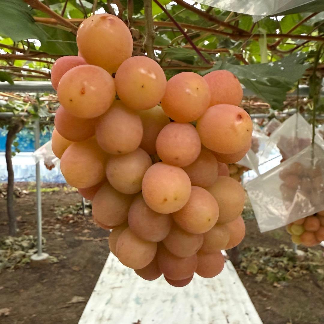 kaedenomo　【山梨県限定品種】訳ありサンシャインレッド 10kg