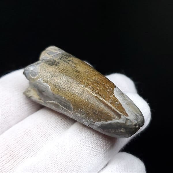 希少 スコミムス 化石 本物 ニジェール産 47.90mm sc7