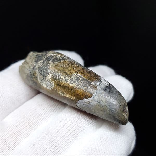 希少 スコミムス 化石 本物 ニジェール産 47.90mm sc7