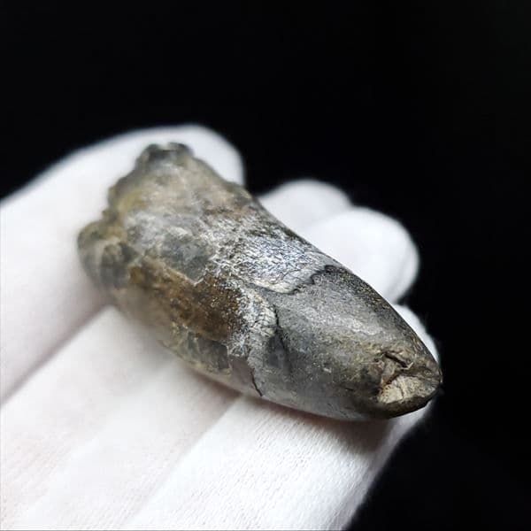 希少 スコミムス 化石 本物 ニジェール産 47.90mm sc7