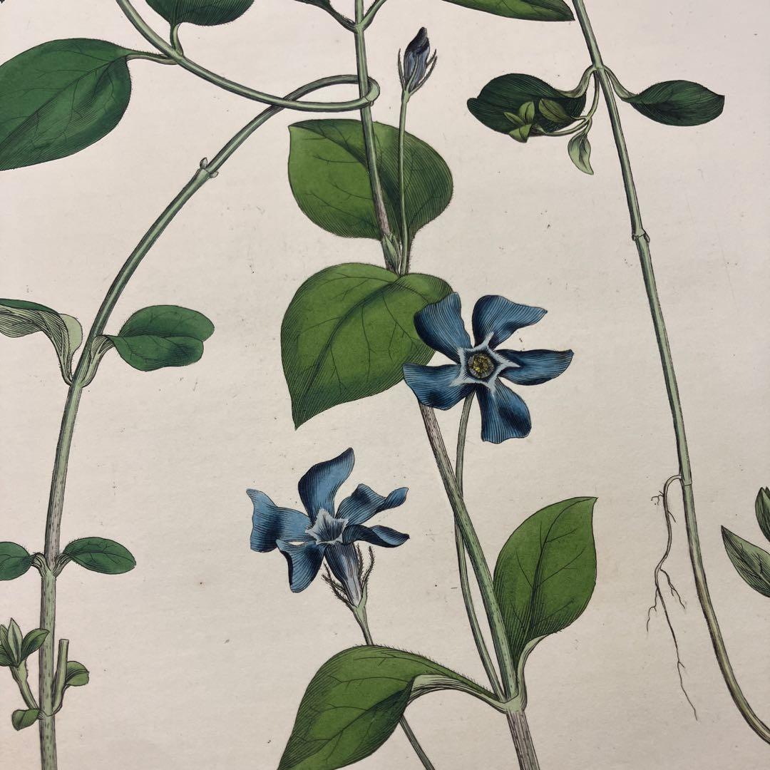 ボタニカルアート/ウィリアム・カーティス