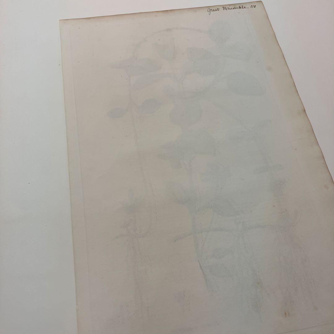 ボタニカルアート/ウィリアム・カーティス