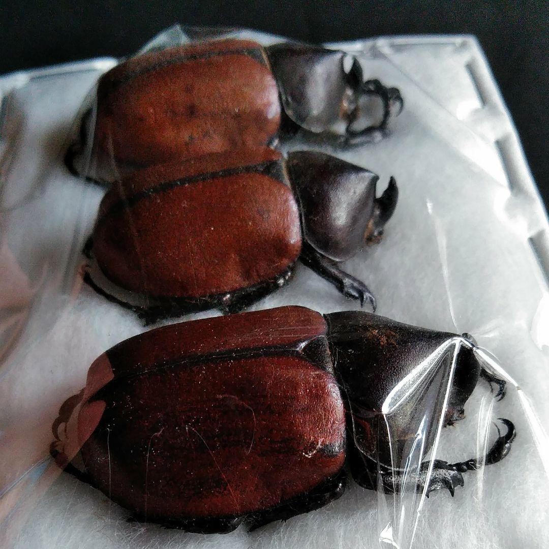 昆虫　標本　カブトムシ　３個体　南米ペルー