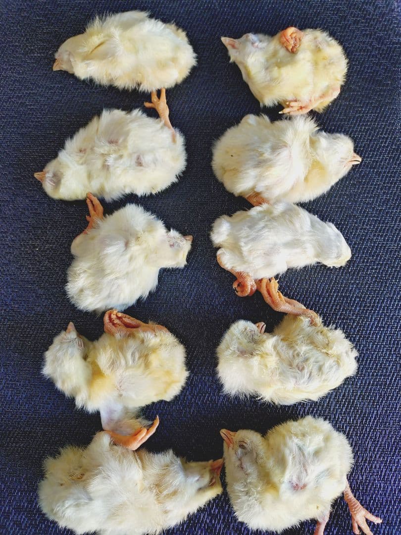 送料無料　冷凍ヒヨコ100羽　リタイア20匹