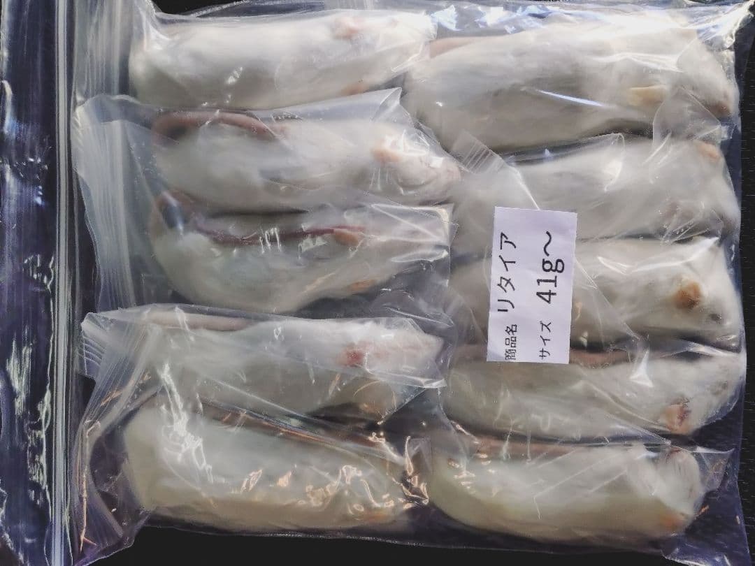 送料無料　冷凍ヒヨコ100羽　リタイア20匹