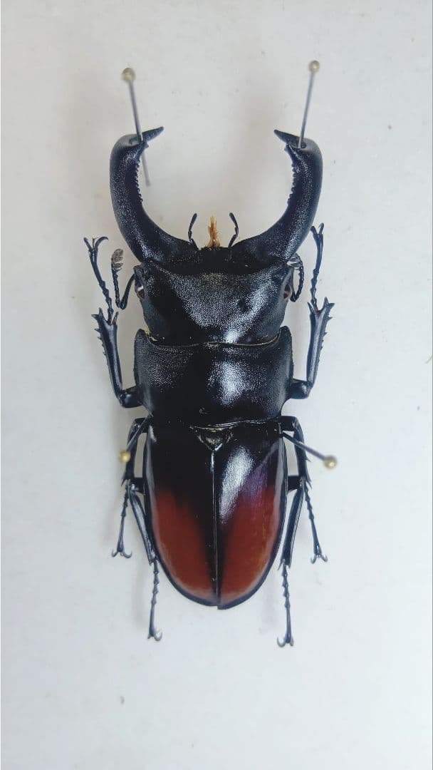 ※大型　良型　マキシカクワガタ♂野外標本