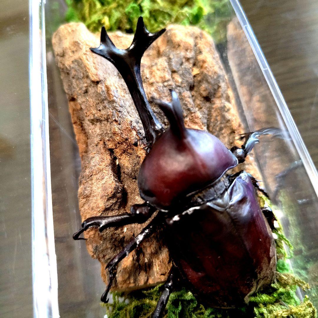 野生超特大巨大頭角カブトムシ標本82mm頭角幅20.5mm胸角幅5.9mmぐらい