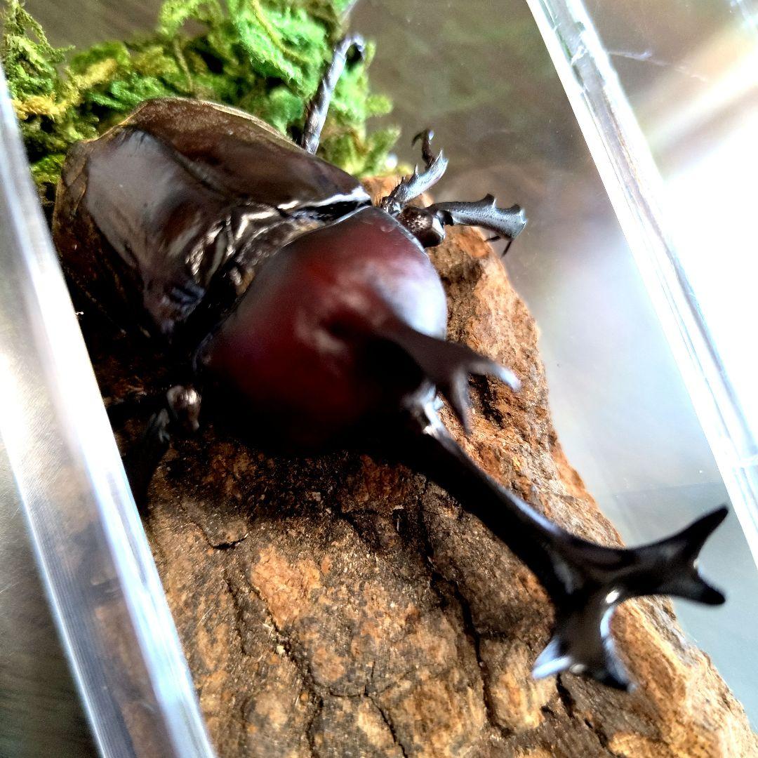 野生超特大巨大頭角カブトムシ標本82mm頭角幅20.5mm胸角幅5.9mmぐらい