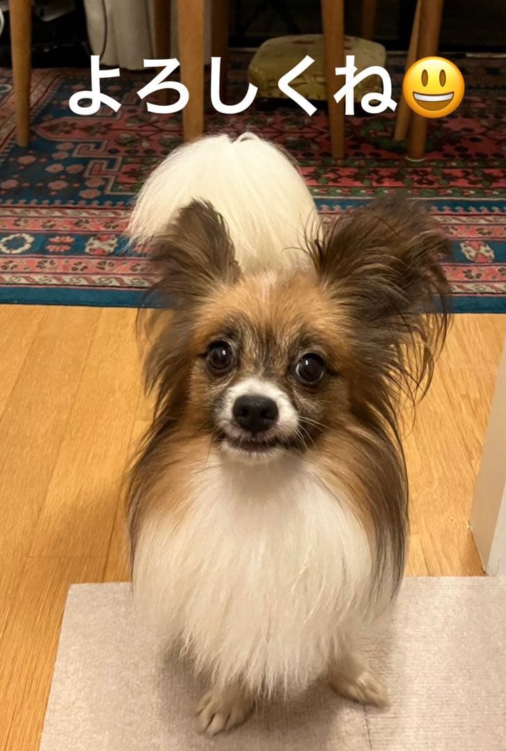 ＊夢一minさま専用＊