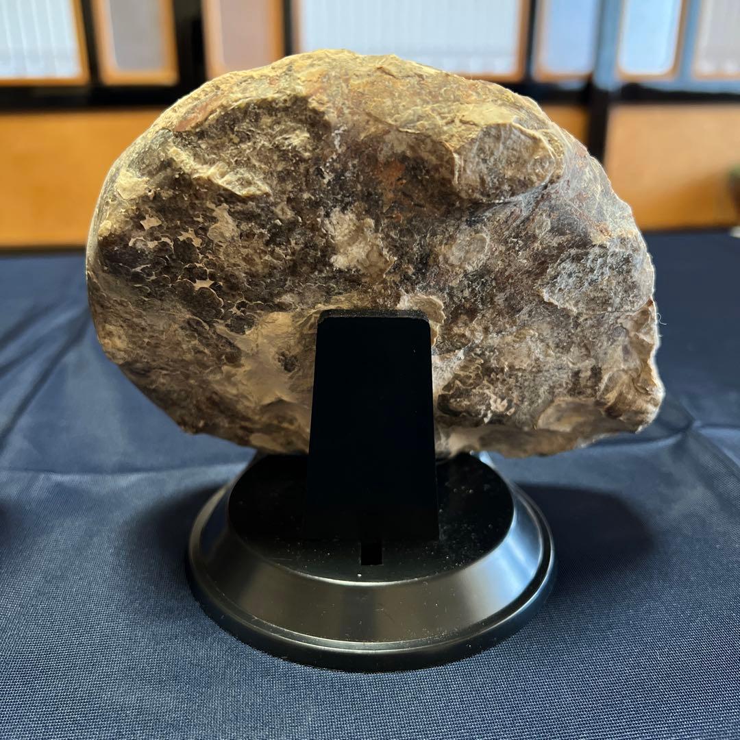 化石（アンモナイト）