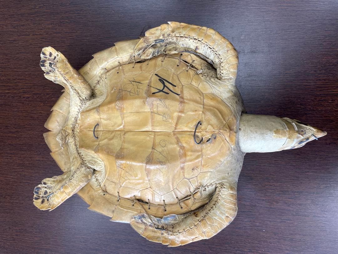 タイマイ　ウミガメ剥製