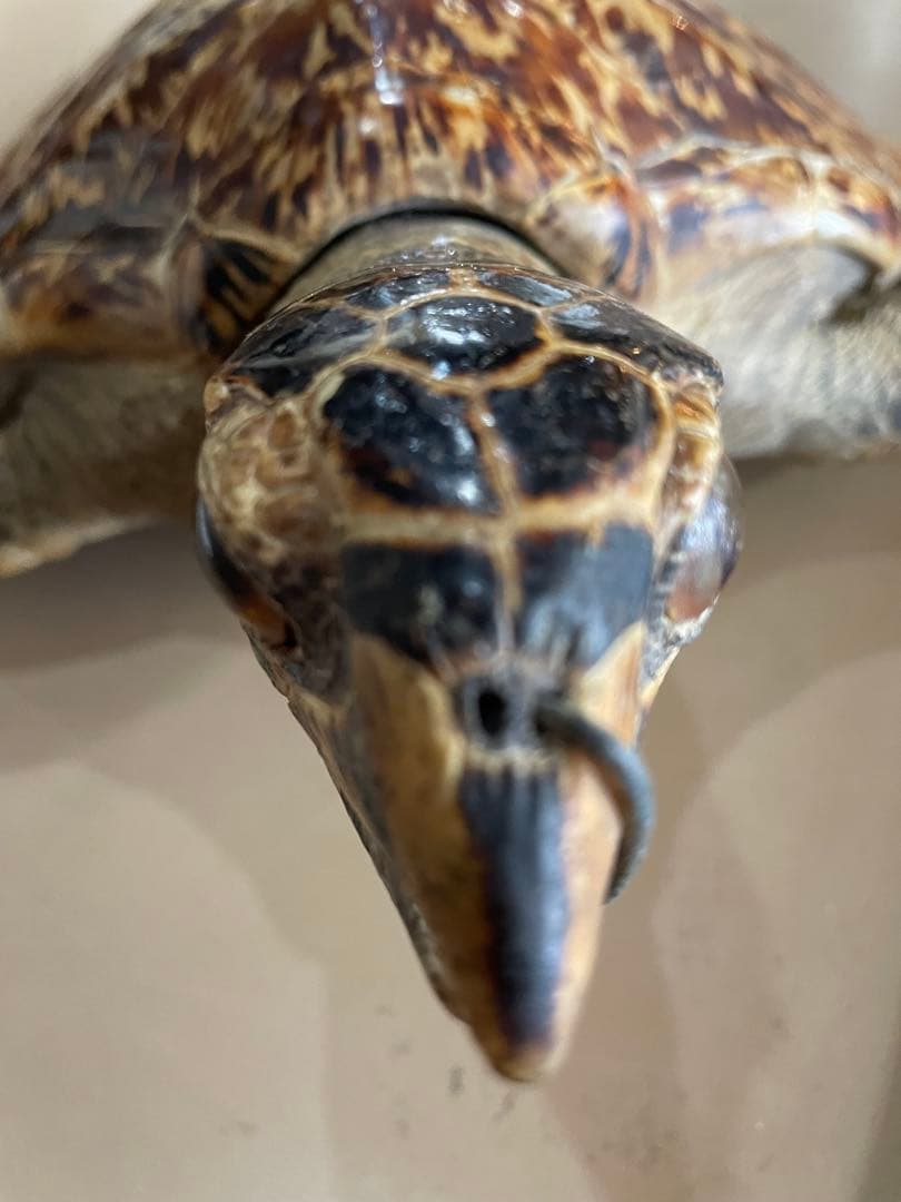 タイマイ　ウミガメ剥製