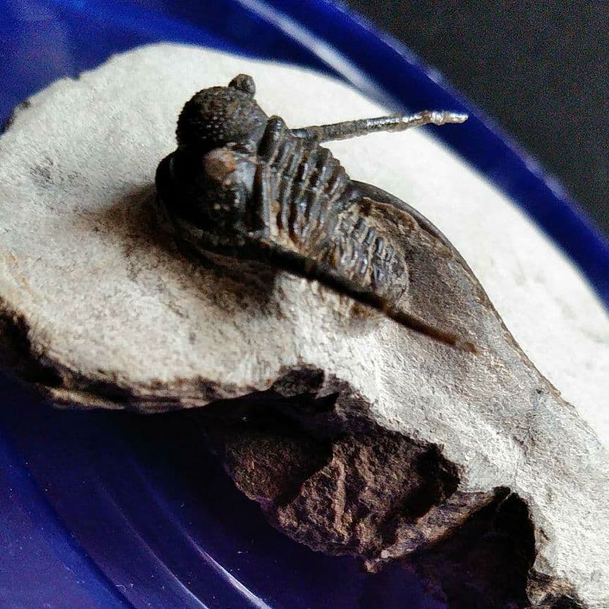 化石　骨格　標本　三葉虫　キファスピス　30mm