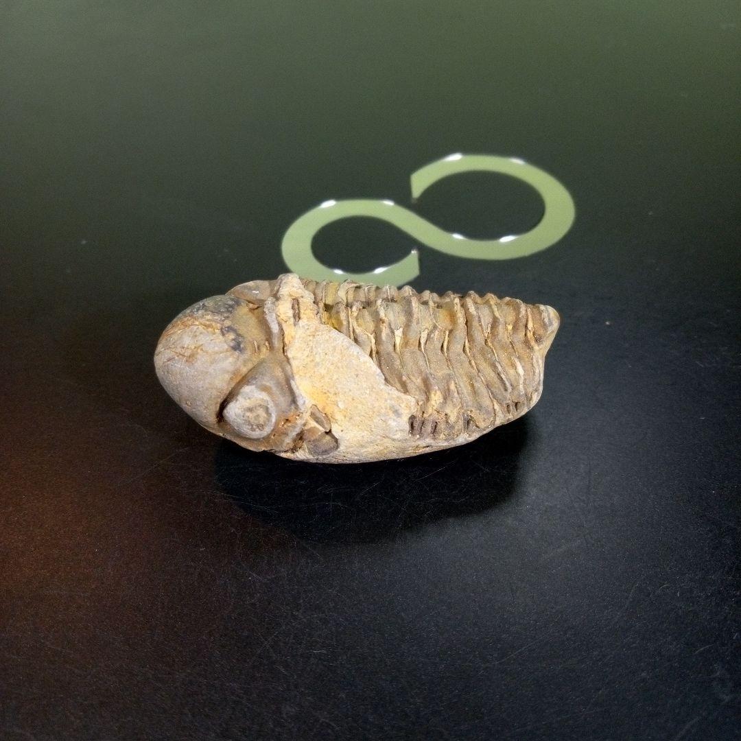 三葉虫　化石　fossil　ボリビア　trilobite　三葉虫綱　三葉虫管理⑧