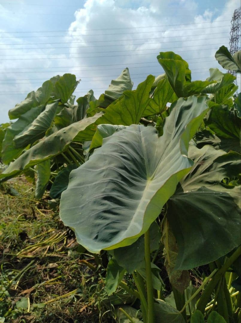 La★na様　里芋(土垂)　約10kg種用 小芋のみ