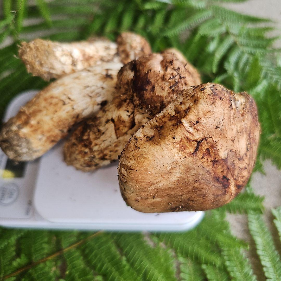 広島県産 松茸 217g