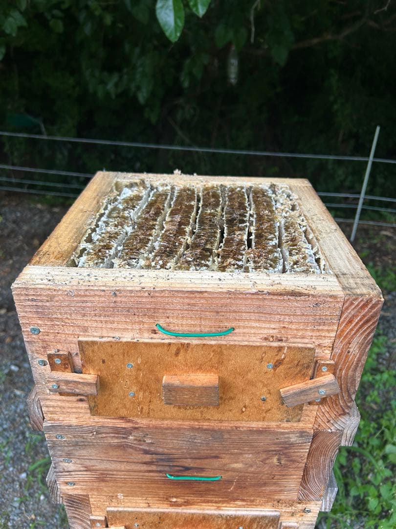 日本ミツバチ・純粋天然蜂蜜1000g2本