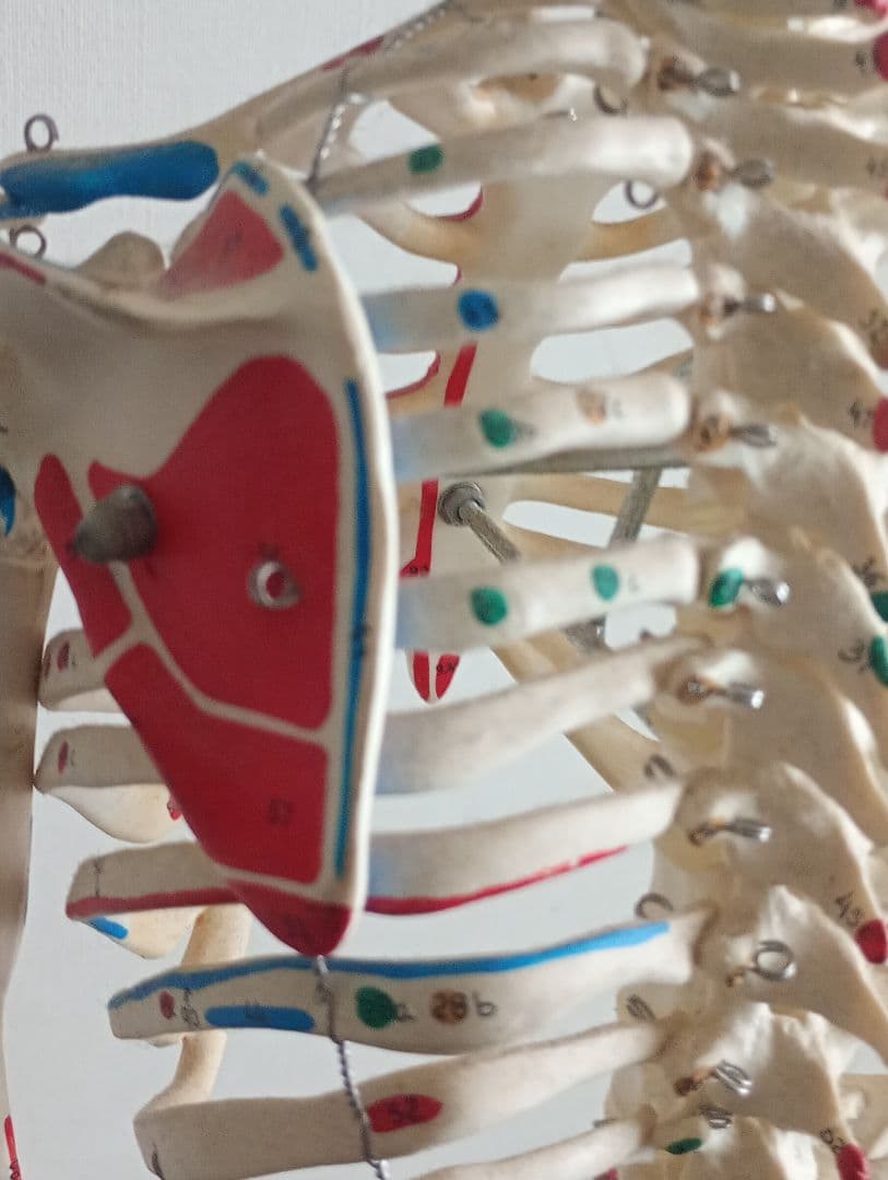 うきうきうっき ショーティ 1/2縮尺人体骨格モデル