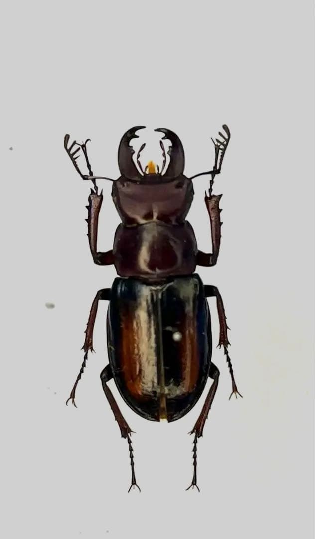 ミクラミヤマクワガタ黄紋型通常型セット