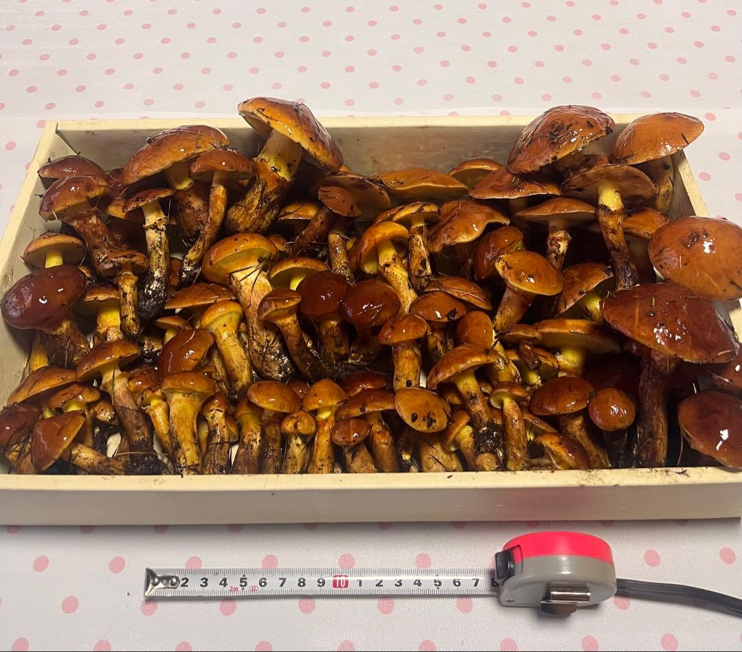 信州産 落葉きのこ ハナイグチ 約1.8kg