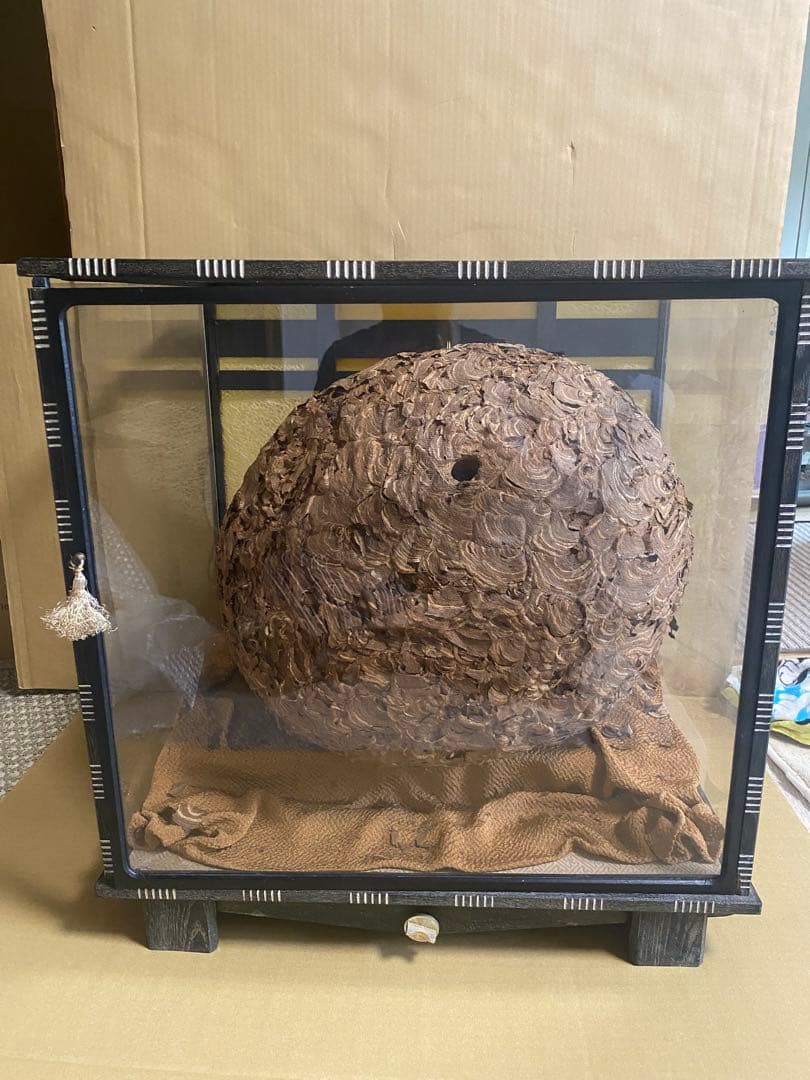 雀蜂の巣 スズメバチ ガラスケース　ハチの巣 オルゴール付きの木箱