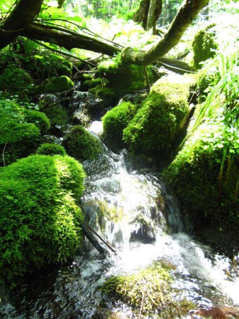 農家直送 秋田県産 令和７年 あきたこまち ２０kg 特別栽培米【白希】秋田小町