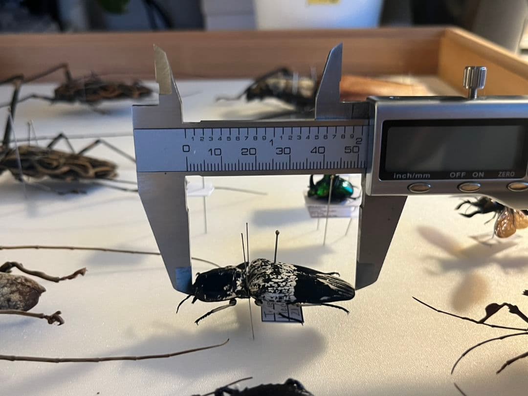 【特大極美】Lycus sp.コメツキムシ 52mmコガネムシゾウムシ昆虫標本