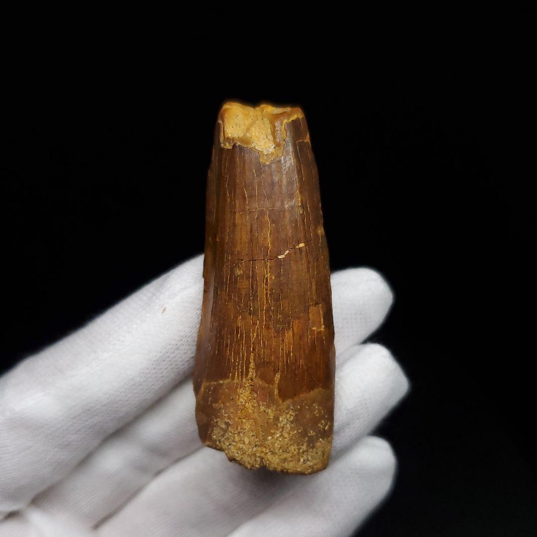 スピノサウルス 本物 モロッコ産 52.91mm sp470