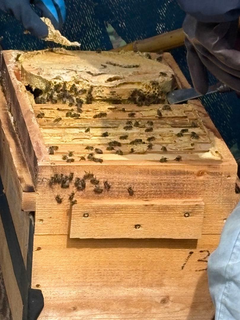 もっけ　1050g 2個