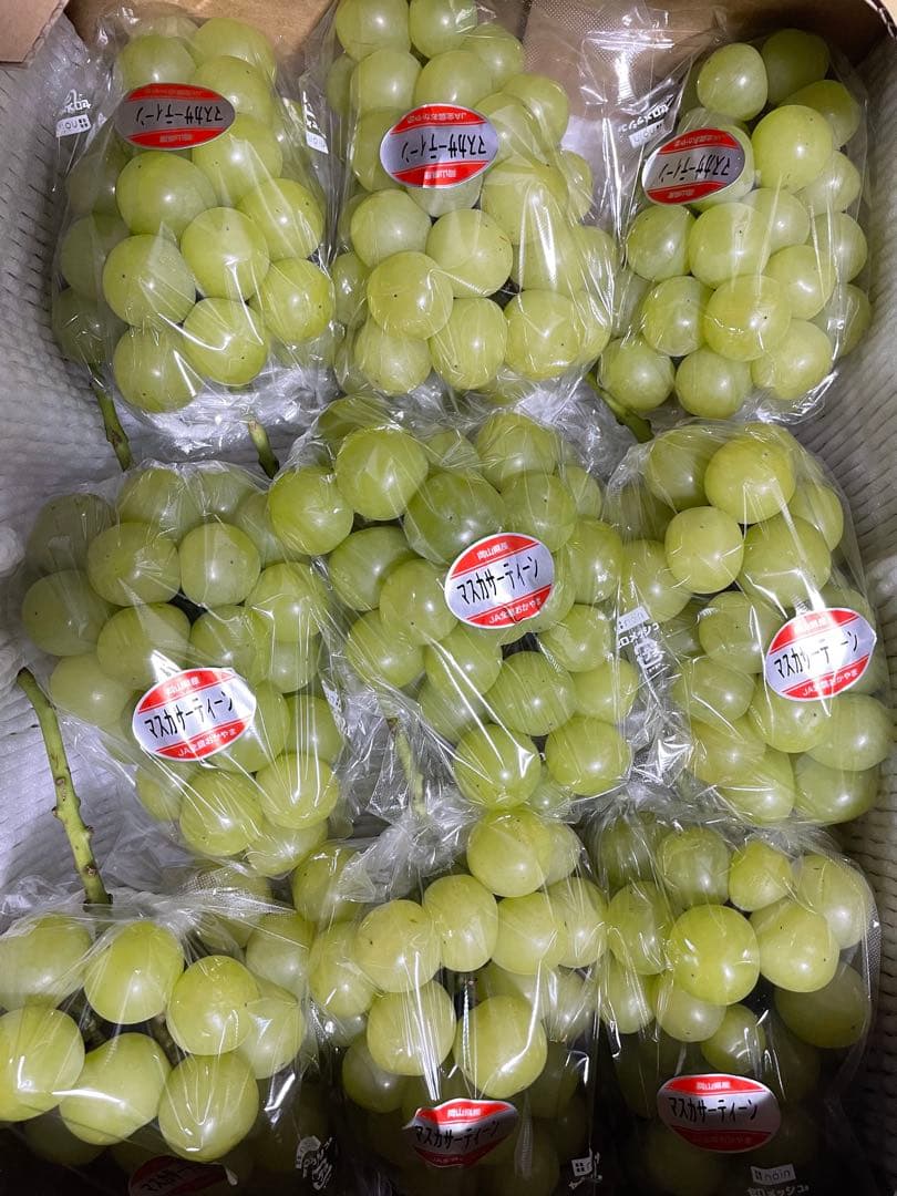 ① 【岡山県産】マスカサーティーン(葡萄)9〜10房 約5キロ