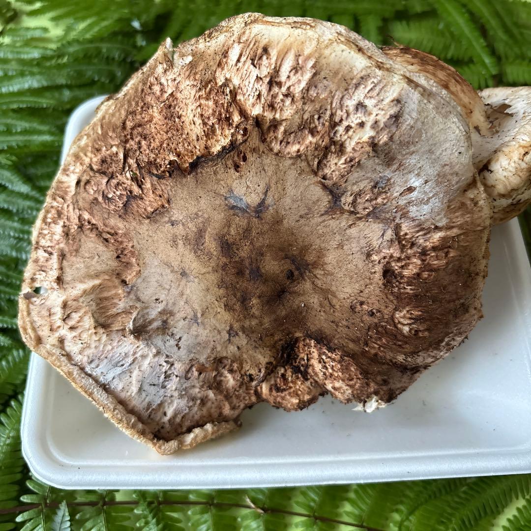 広島県産 松茸2本（319g）②訳ありです