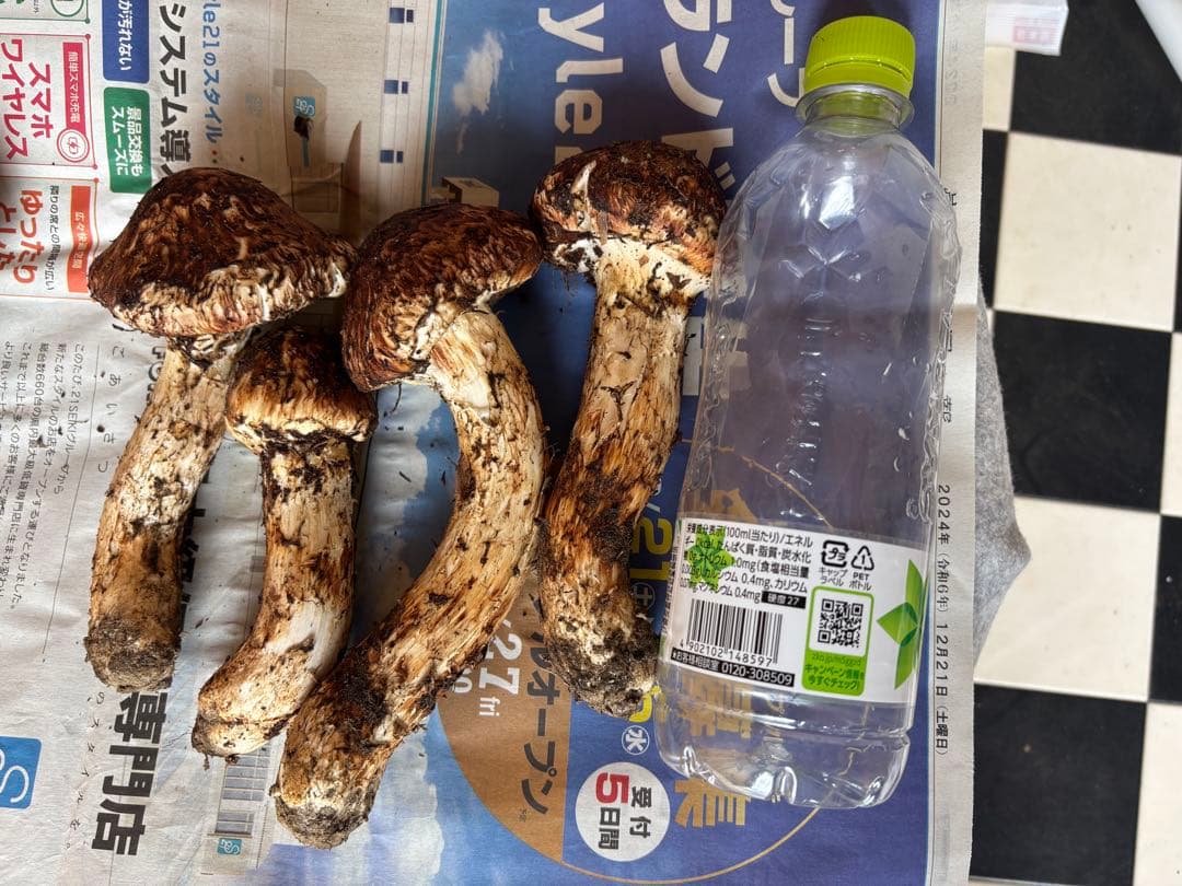 国産　岩手県産　松茸　【本日発送】