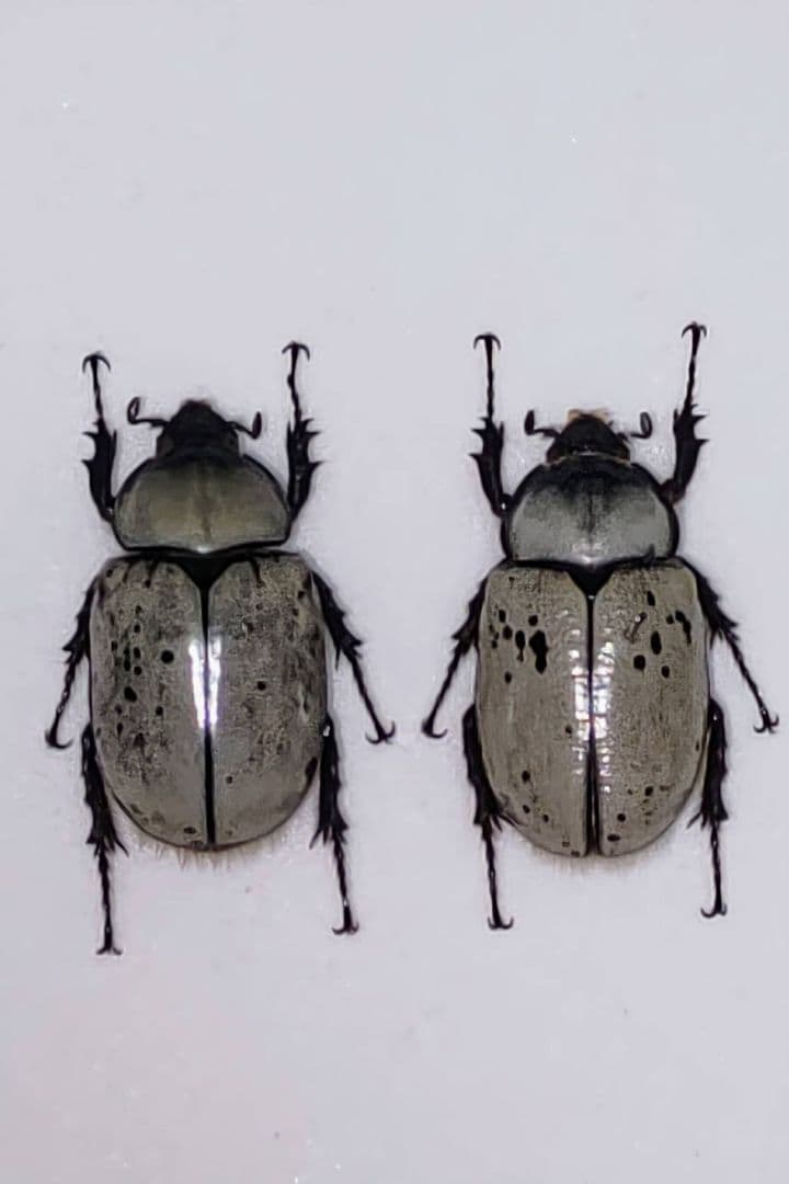 グラントシロカブト 標本