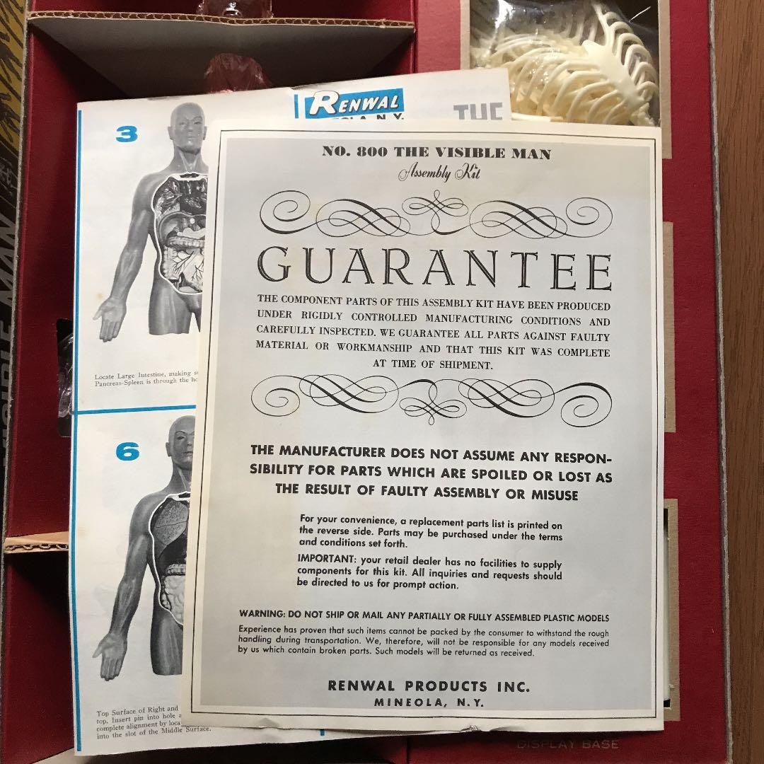 ビンテージ  人体模型  ♂