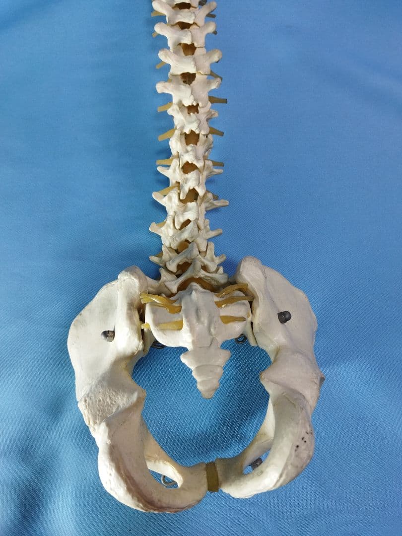 脊椎模型 約70cm 骨格標本　人体模型　カイロ　整体　整骨院　鍼灸