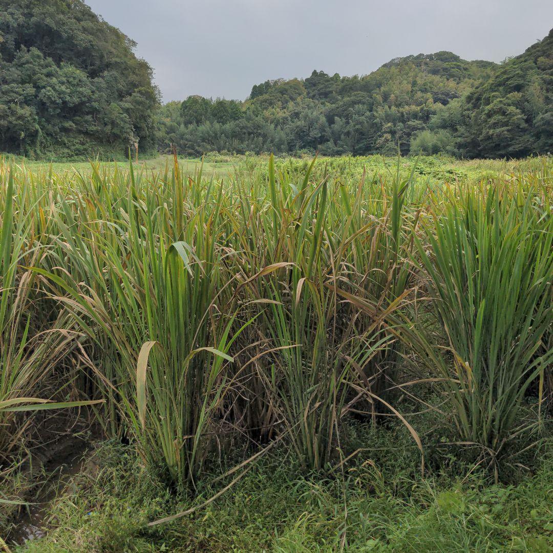 マコモダケ　8kg 千葉県産