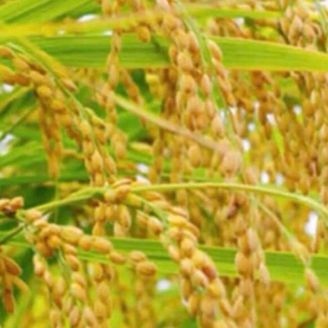 希少！ はざかけ米 無農薬！農家直送 100% コシヒカリ 20Kg