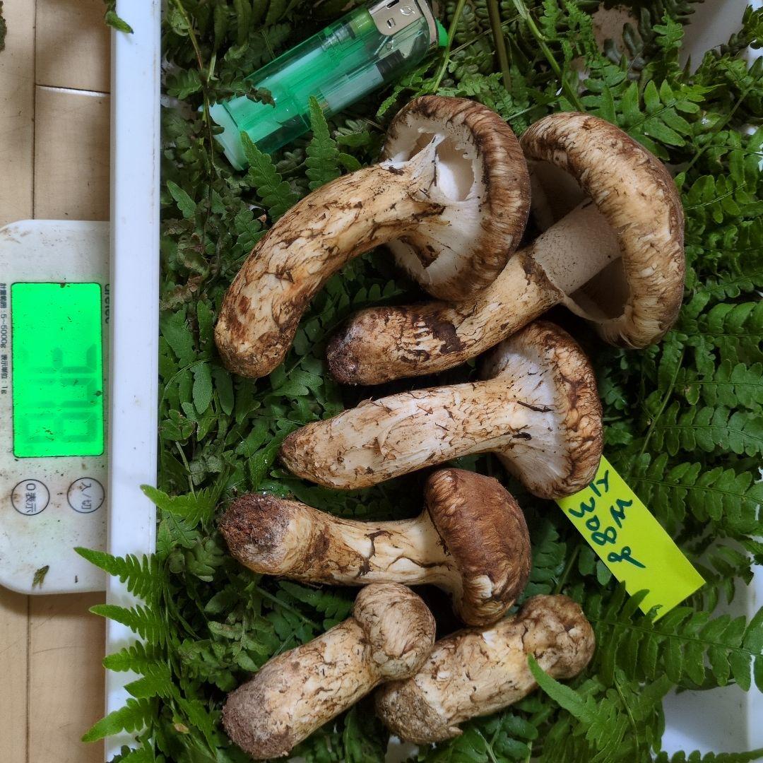 和歌山松茸　新鮮朝市　込み込み　308㌘