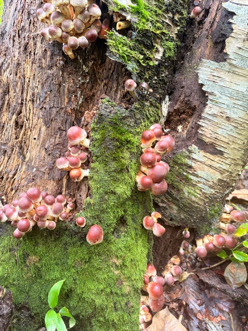 食材仕入れ専門‼️ 天然きのこ 舞茸 クリタケ ナラタケ2kg クール送料込