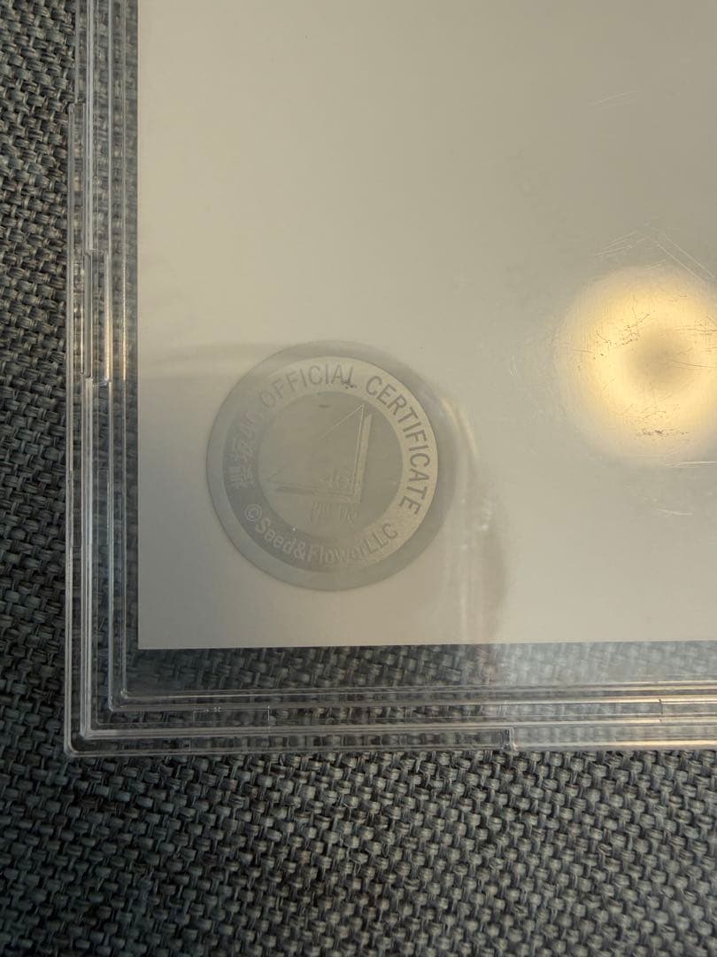 【最終値下げ】櫻坂46 的野美青 2024 サンタ衣装 直筆サイン入り