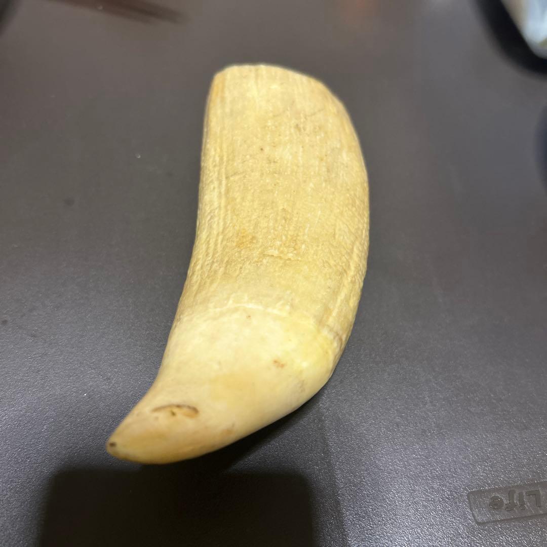 マッコウクジラの歯