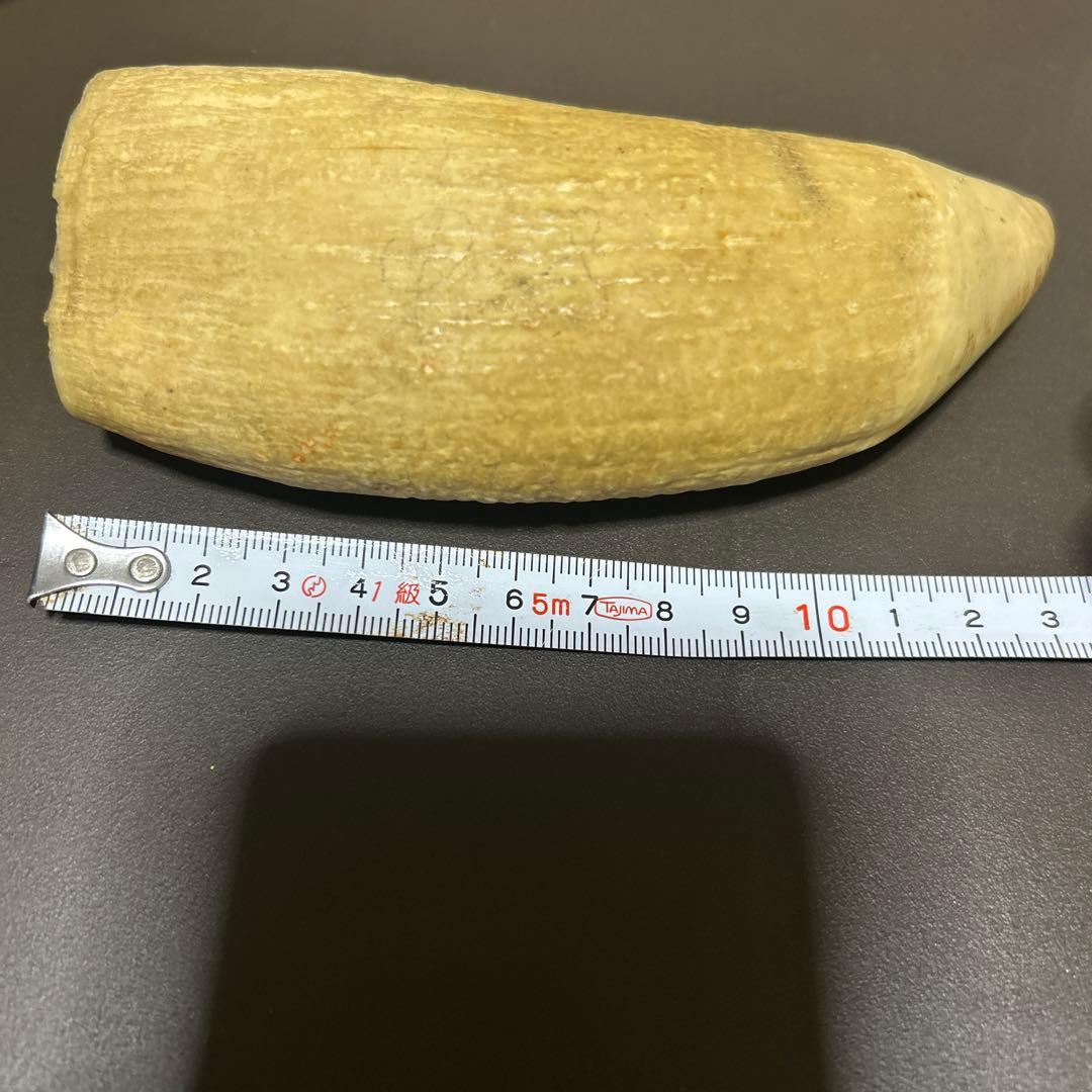 マッコウクジラの歯