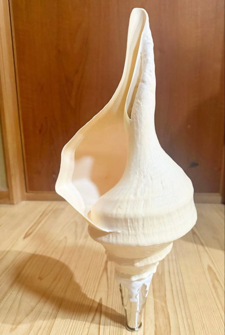 綺麗な特大45㎝アラフラオオニシ 法螺貝　ほら貝　ホラガイ