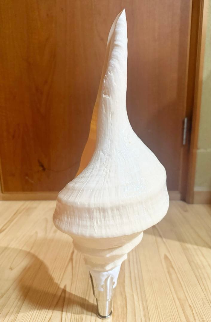 綺麗な特大45㎝アラフラオオニシ 法螺貝　ほら貝　ホラガイ