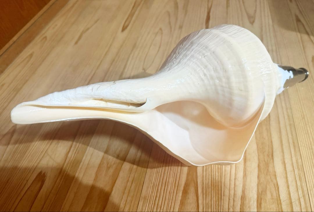 綺麗な特大45㎝アラフラオオニシ 法螺貝　ほら貝　ホラガイ