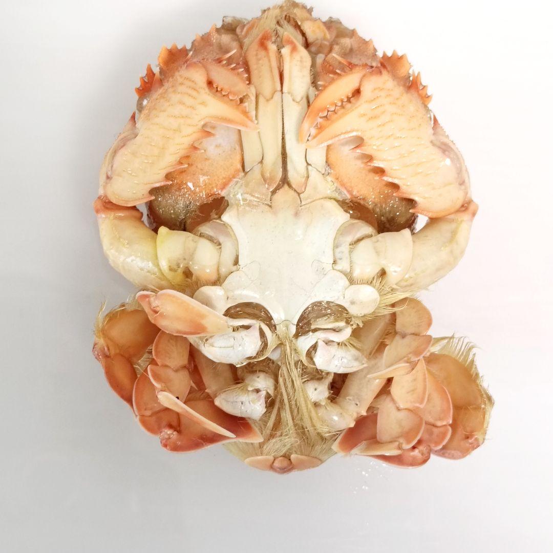 極希少【1点物】アサヒガニ② 乾燥・色彩保存標本 除肉処理済 全長約12cm