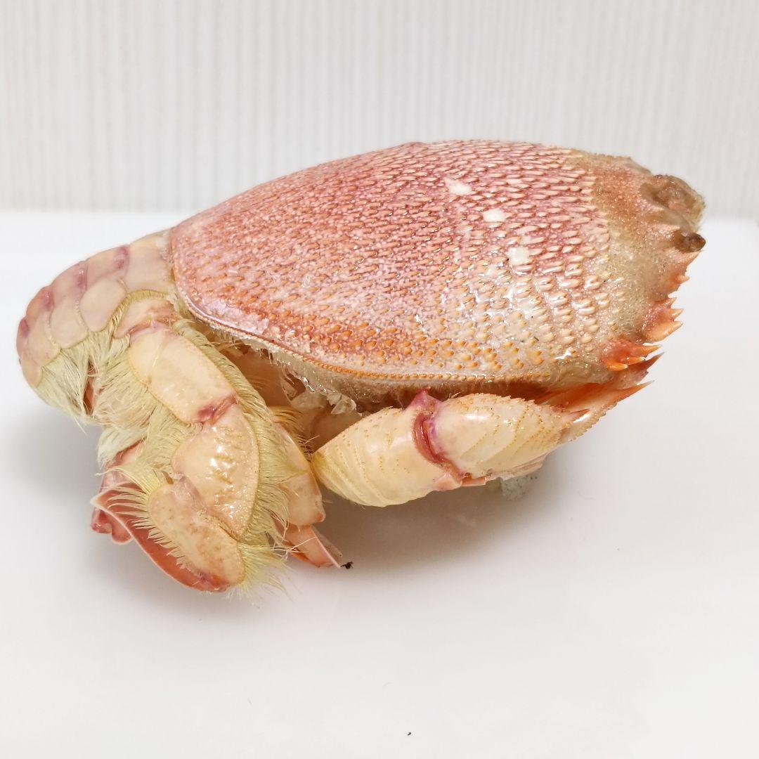 極希少【1点物】アサヒガニ② 乾燥・色彩保存標本 除肉処理済 全長約12cm