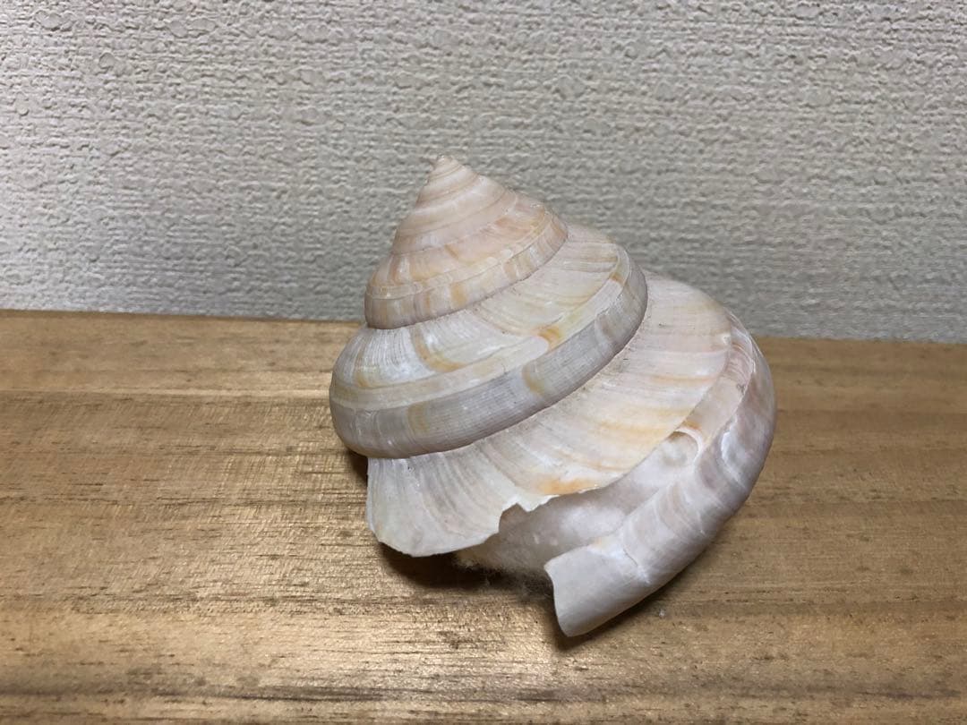 ミナミノオキナエビス